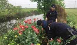 在线观看罂粟,揭秘在线观看的伦理边界